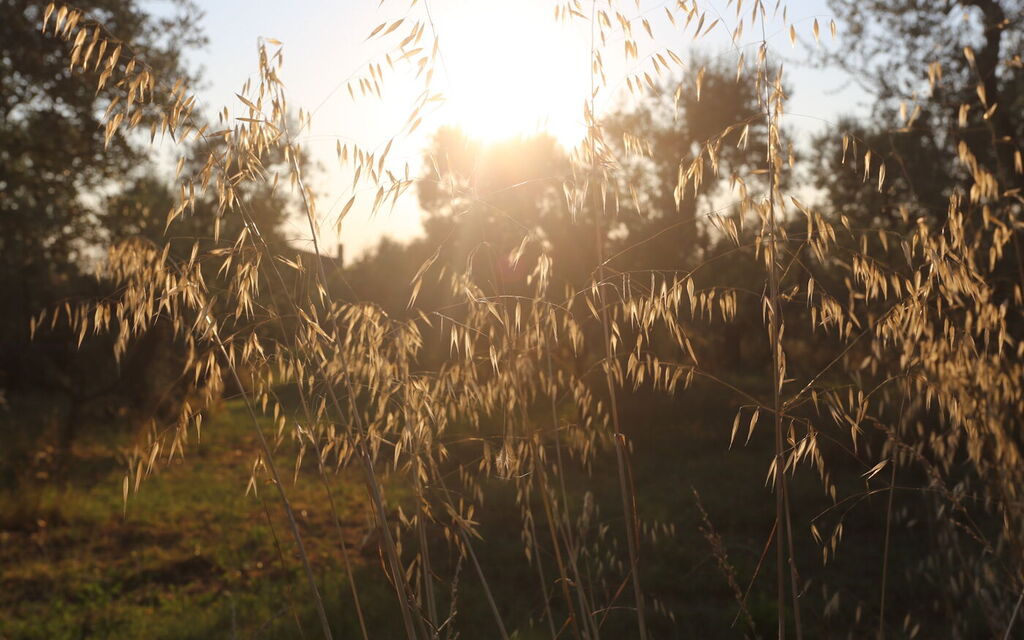 Villa Bellaria: Attività, Balcone / Terrazza / Patio, Benessere, Caratteristiche, Entrata Principale, Estate, Esterni, Piscina, Primavera