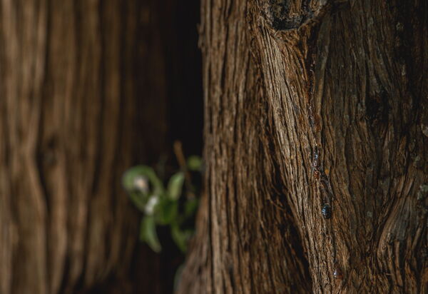 Villa Del Vin Santo 22