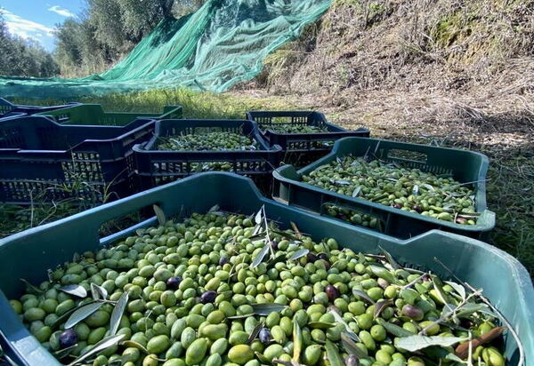 Villa Pellico: Attività, Dettagli della stanza, Estate, Esterni, Primavera, Servizi