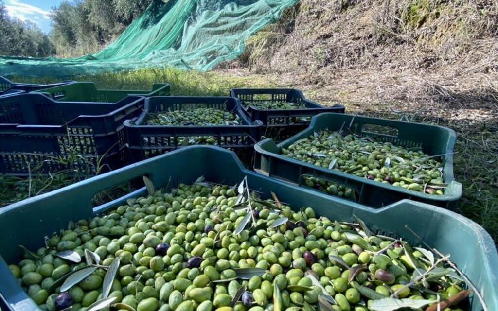 Villa Pellico: Activities, Building Exterior, Facilities, Room Detail, Spring, Summer