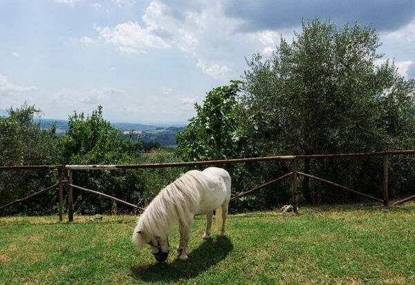 Villa Dallara: Amenities, Building Exterior, Garden, Pool, Spring, Summer, Wellness