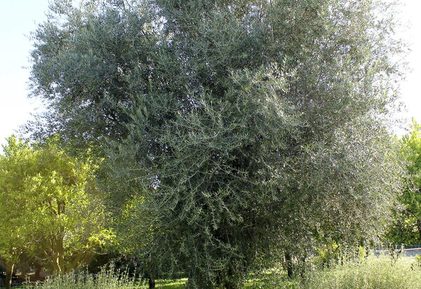 Villa Naxos: Activities, Amenities, Balcony / Terrace / Patio, Building Exterior, Facilities, Garden, Main Entrance, People, Pool, Spring, Summer, Wellness