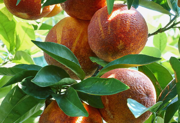 Villa Naxos: Activities, Amenities, Balcony / Terrace / Patio, Building Exterior, Facilities, Garden, Main Entrance, People, Pool, Spring, Summer, Wellness