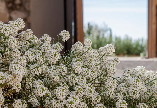 Villa Nativa: Activities, Amenities, Balcony / Terrace / Patio, Building Exterior, Garden, Main Entrance, People, Pool, Spring, Summer