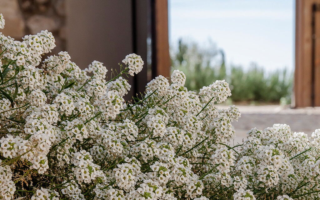 Villa Nativa: Activities, Amenities, Balcony / Terrace / Patio, Building Exterior, Garden, Main Entrance, People, Pool, Spring, Summer