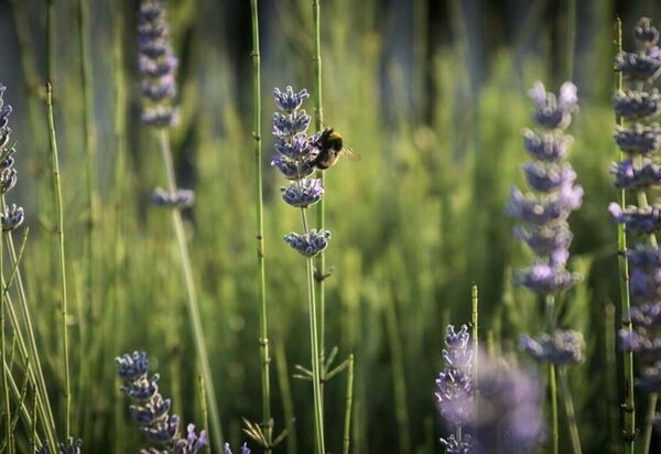 Villa Georgofili: Activities, Amenities, Building Exterior, Garden, Pool, Spring, Summer, Wellness