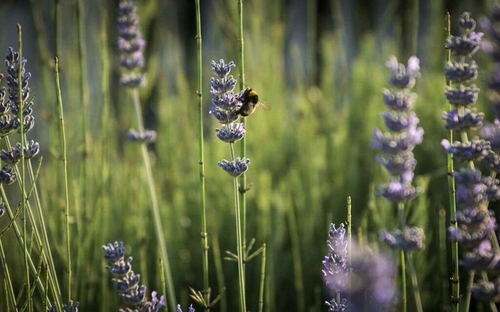 Villa Georgofili: Activities, Amenities, Building Exterior, Garden, Pool, Spring, Summer, Wellness