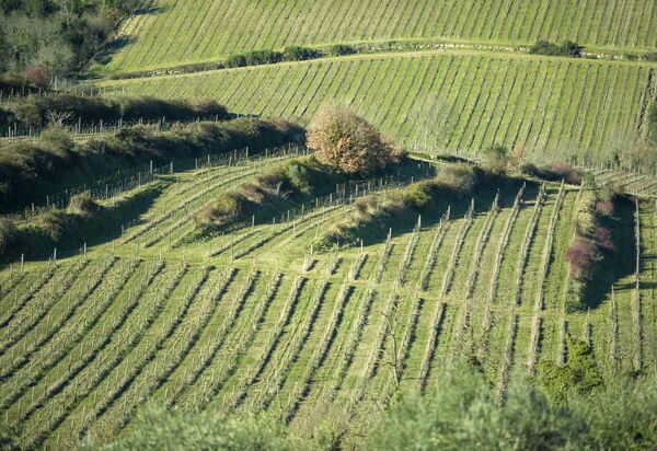 Villa Il Tino: Amenities, Building Exterior, Garden, Main Entrance, Other Room, Outdoor, Pool, Spring, Summer, Wellness