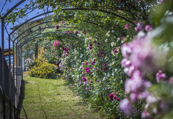 Villa Sole Di Toscana: Attività, Balcone / Terrazza / Patio, Benessere, Caratteristiche, Estate, Esterni, Piscina, Primavera, Servizi