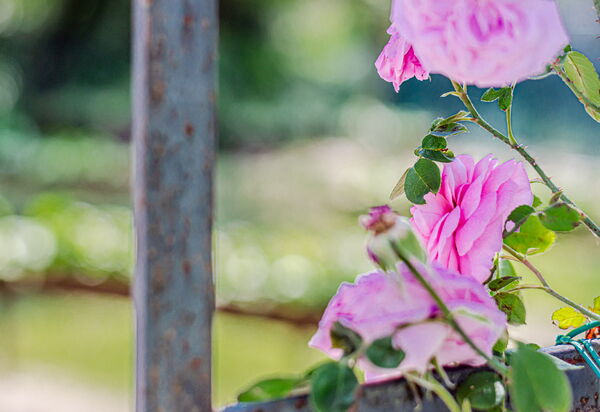 Villa Bolgheri: Attività, Balcone / Terrazza / Patio, Benessere, Caratteristiche, Dettagli della stanza, Entrata Principale, Estate, Esterni, Piscina, Primavera, Vista Panoramica