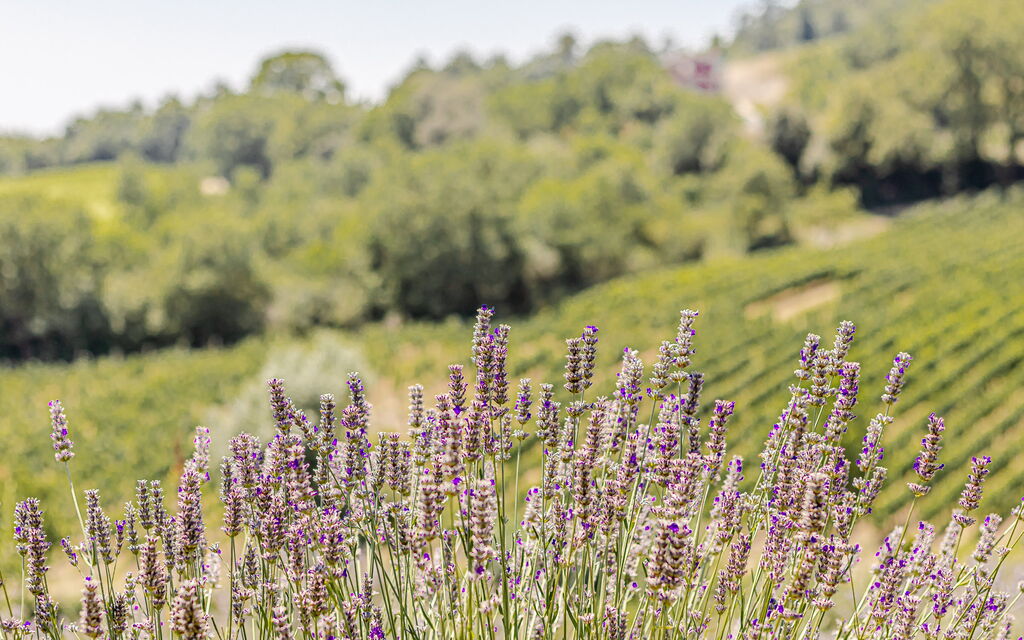 Villa Bolgheri: Attività, Balcone / Terrazza / Patio, Benessere, Caratteristiche, Dettagli della stanza, Entrata Principale, Estate, Esterni, Piscina, Primavera, Vista Panoramica