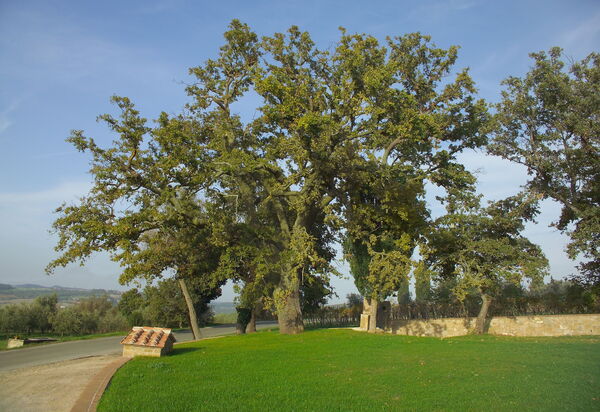 Villa Fontanini: Activities, Amenities, Building Exterior, Main Entrance, Pool, Spring, Summer