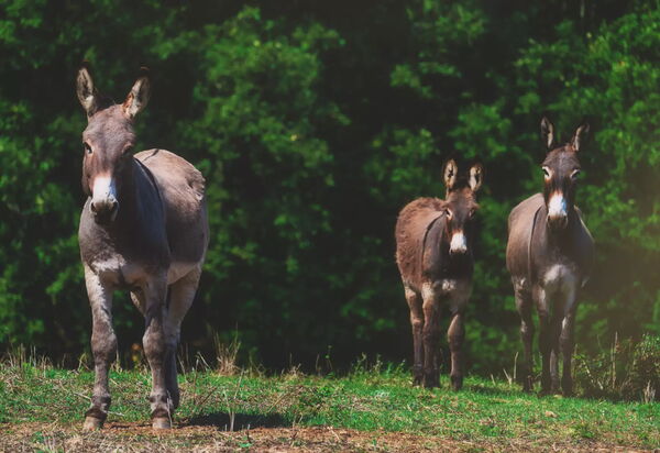 Villa Monte Argentario: Attività, Balcone / Terrazza / Patio, Benessere, Caratteristiche, Estate, Esterni, Giardino, Piscina, Primavera, Servizi, Vista Panoramica