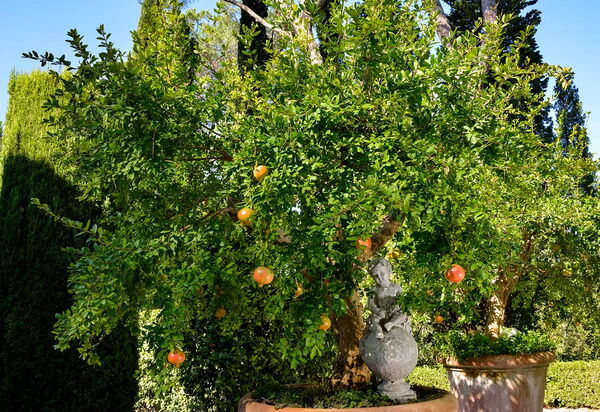 Villa Macciano: Activities, Amenities, Balcony / Terrace / Patio, Building Exterior, Facilities, Garden, Pool, Spring, Summer, Wellness