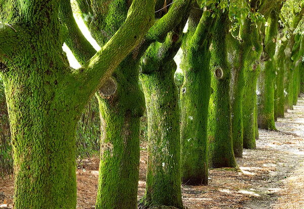 Villa Macciano: Activities, Amenities, Balcony / Terrace / Patio, Building Exterior, Facilities, Garden, Pool, Spring, Summer, Wellness