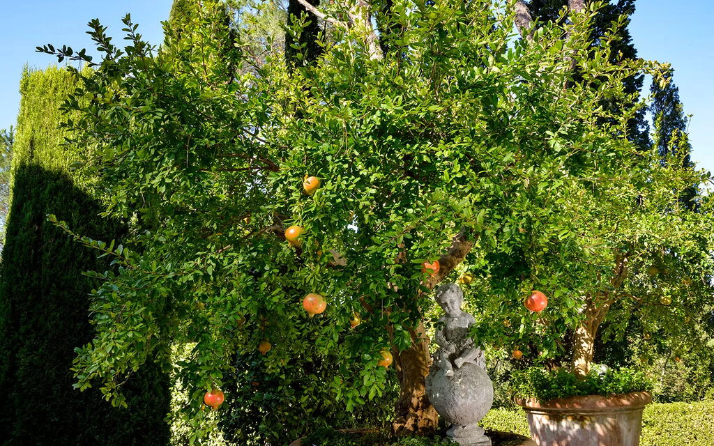 Villa Macciano: Attività, Balcone / Terrazza / Patio, Benessere, Caratteristiche, Estate, Esterni, Giardino, Piscina, Primavera, Servizi