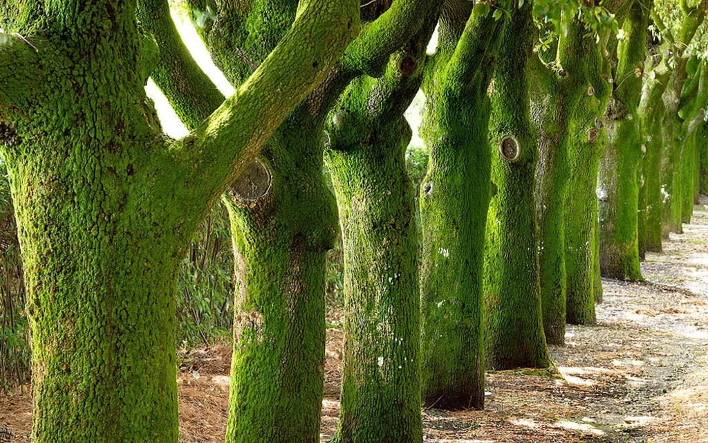 Villa Macciano: Attività, Balcone / Terrazza / Patio, Benessere, Caratteristiche, Estate, Esterni, Giardino, Piscina, Primavera, Servizi